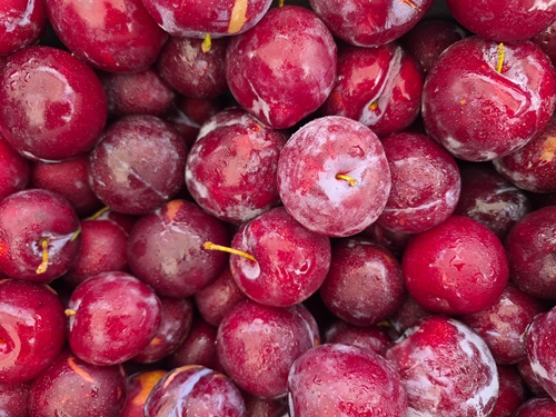SANTA ROSA PLUM (Prunus salicina)